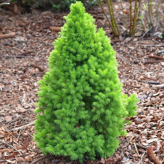 Picea conica. Ель канадская conica. Ель сизая/канадская conica. Ель канадская conica (Коника). Ель канадская Коника Спиди.